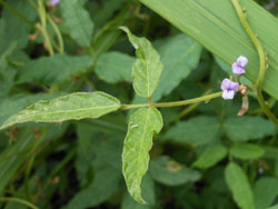 13_0921_turumame2.jpg