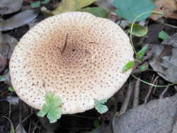 13_0922_kinoko06.jpg