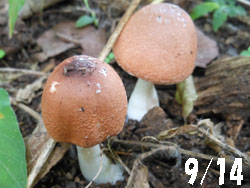 13_0923_kinoko01.jpg