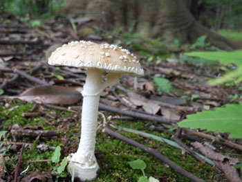 13_0923_kinoko03.jpg