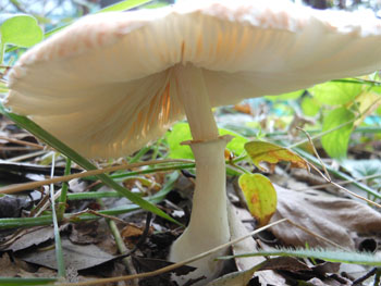 13_0923_kinoko05.jpg