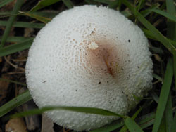 13_0923_kinoko10.jpg