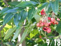 13_0925_gonzui1.jpg