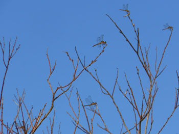 13_0929_tonbo3.jpg