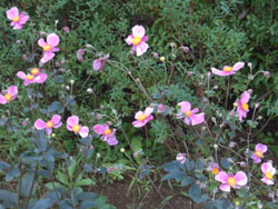 13_1009_shumei_g1.jpg