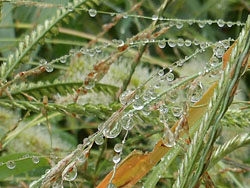 13_1011_reindrop2.jpg