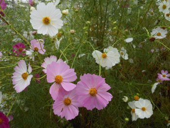 13_1014_cosmos2.jpg