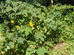 13_1026_s_awadati_s1.jpg