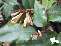 13_1101_nawasiro_g2.jpg