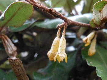 13_1101_nawasiro_g3.jpg