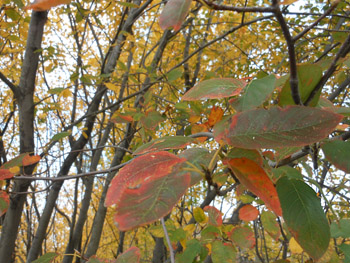 13_1111_june_berry.jpg