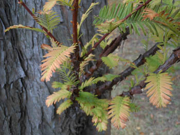 13_1119_metasequoia.jpg