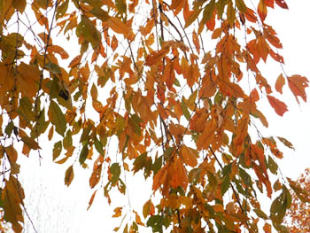13_1122_sidare_z2.jpg