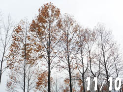 13_1122_yurinoki1.jpg