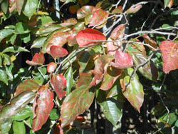 13_1124_kaki.jpg