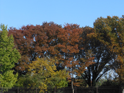 13_1127_keyaki4.jpg