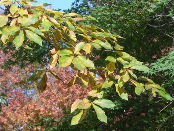 13_1205_konara.jpg