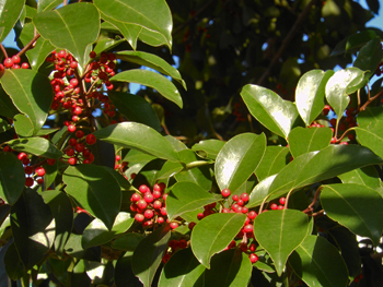13_1206_kurogane_m2.jpg