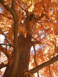 13_1208_metasequoia3.jpg