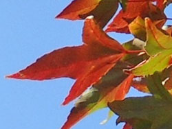13_1209_toukaede3.jpg