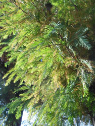 13_1210_metasequoia1.jpg