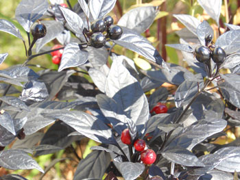 13_1211_blackpearl2.jpg