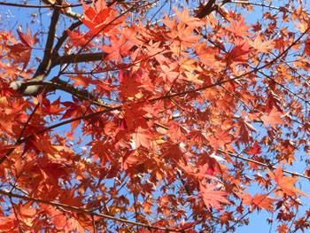13_1211_iroha_k7.jpg