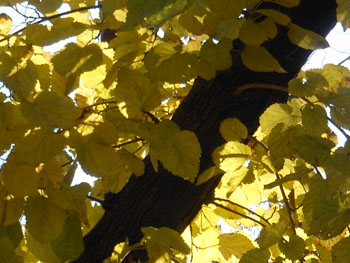 13_1212_kuwa2.jpg