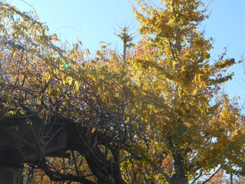 13_1214_fuji_ityo.jpg