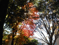 13_1215_iroha_k5.jpg