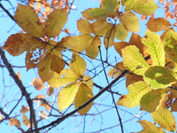 13_1216_konara1.jpg