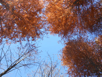 13_1219_rakuusho3.jpg