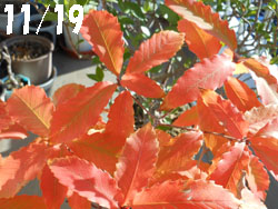 13_1222_konara1.jpg