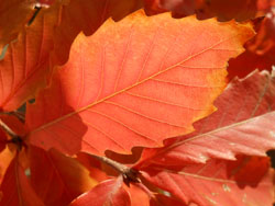 13_1222_konara3.jpg
