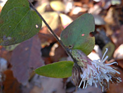 13_1224_koyabouki1.jpg