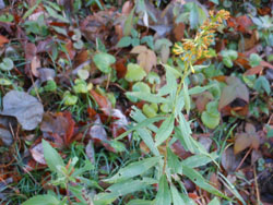 13_1230_s_awadati_s1.jpg
