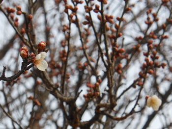 14_0106_ume4.jpg