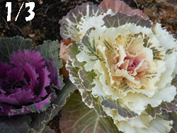 14_0109_habotan.jpg