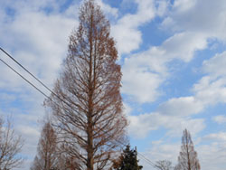 14_0110_metasequoia1.jpg