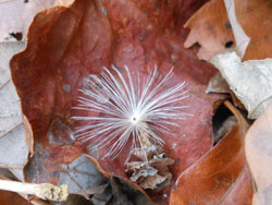 14_0111_koyabouki6.jpg