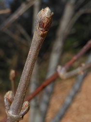14_0114_gamazumi1.jpg