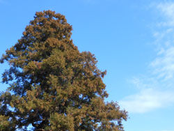 14_0114_sugi1.jpg