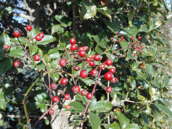14_0115_noibara1.jpg