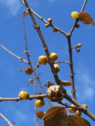 14_0115_s_robai2.jpg