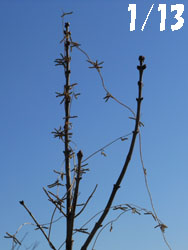 14_0120_lilac1.jpg