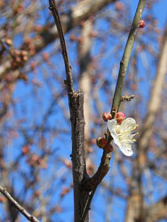 14_0121_hakubai2.jpg