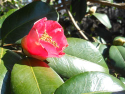 14_0124_y_tubaki1.jpg