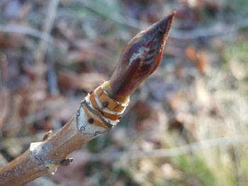 14_0126_s_ajisai1.jpg