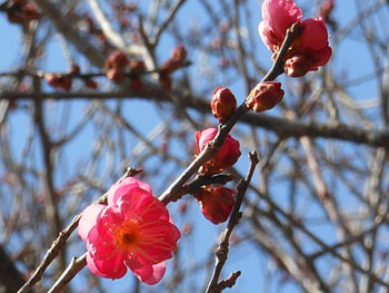 14_0127_koubai2.jpg