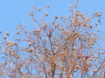 14_0129_rakuusho.jpg